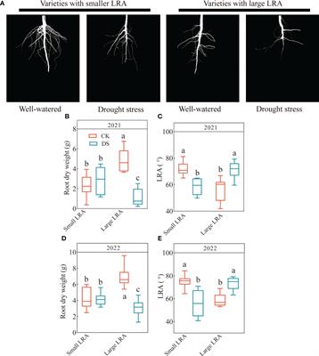 The crucial role of lateral root angle in enhancing drought resilience in cotton
